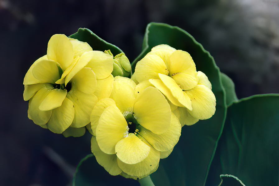 Primula x pubescens hybrids () photo